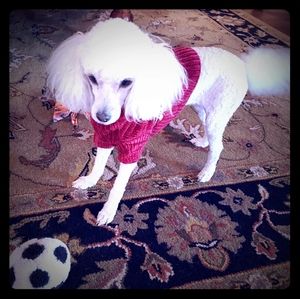 Make me an offer!!! (On my items.. not my dog lol) 🥰🐩🥰